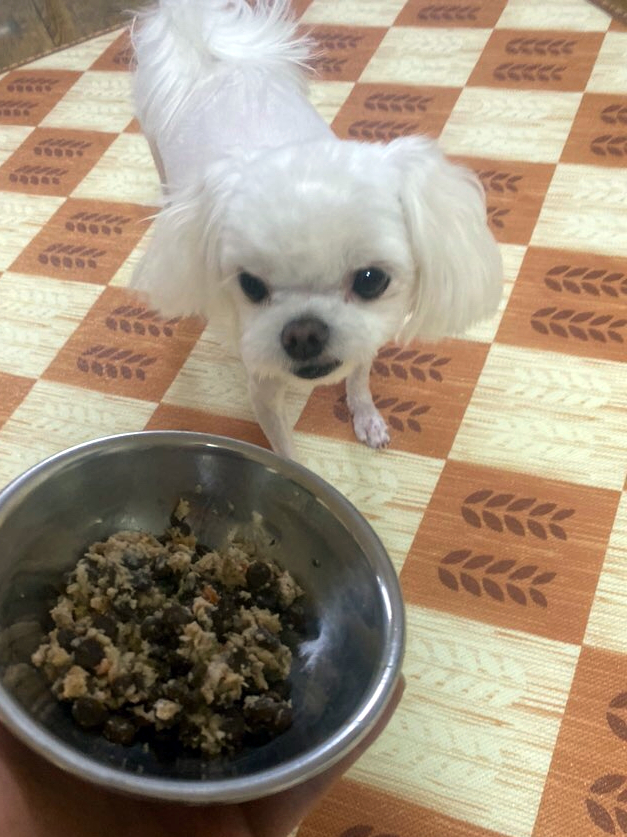  애견수제간식 강아지특공대 강아지화식 네추럴밸런스 후기