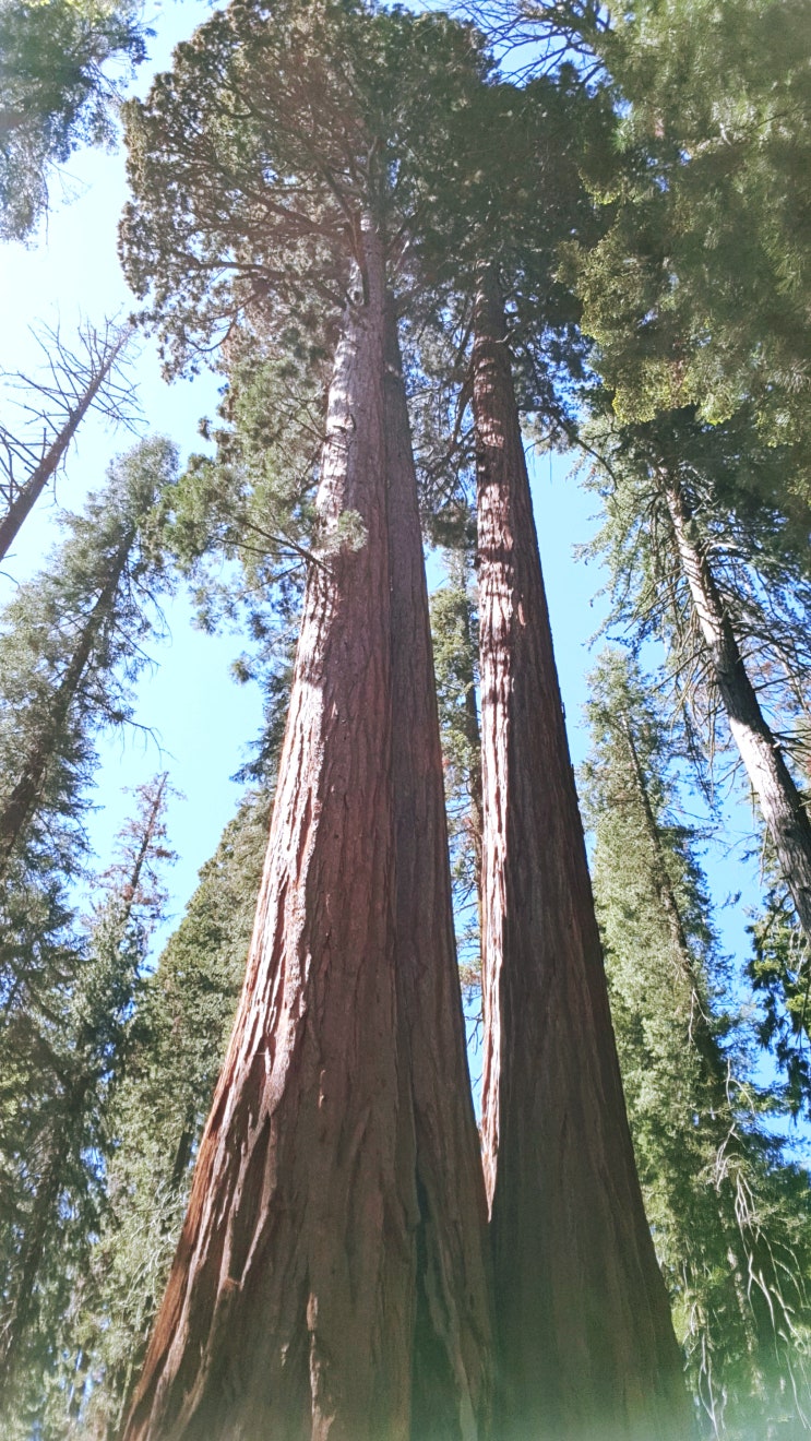  Sequoia National Park Best 4 | 세코야 1 - Foothills Visitor Center