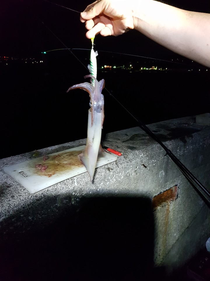  제주 한치낚시 초보자를 위한 이벤트 한치낚시 가르쳐드려요.