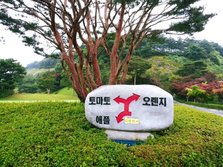  가족들과 즐거웠던 신안CC 라운딩