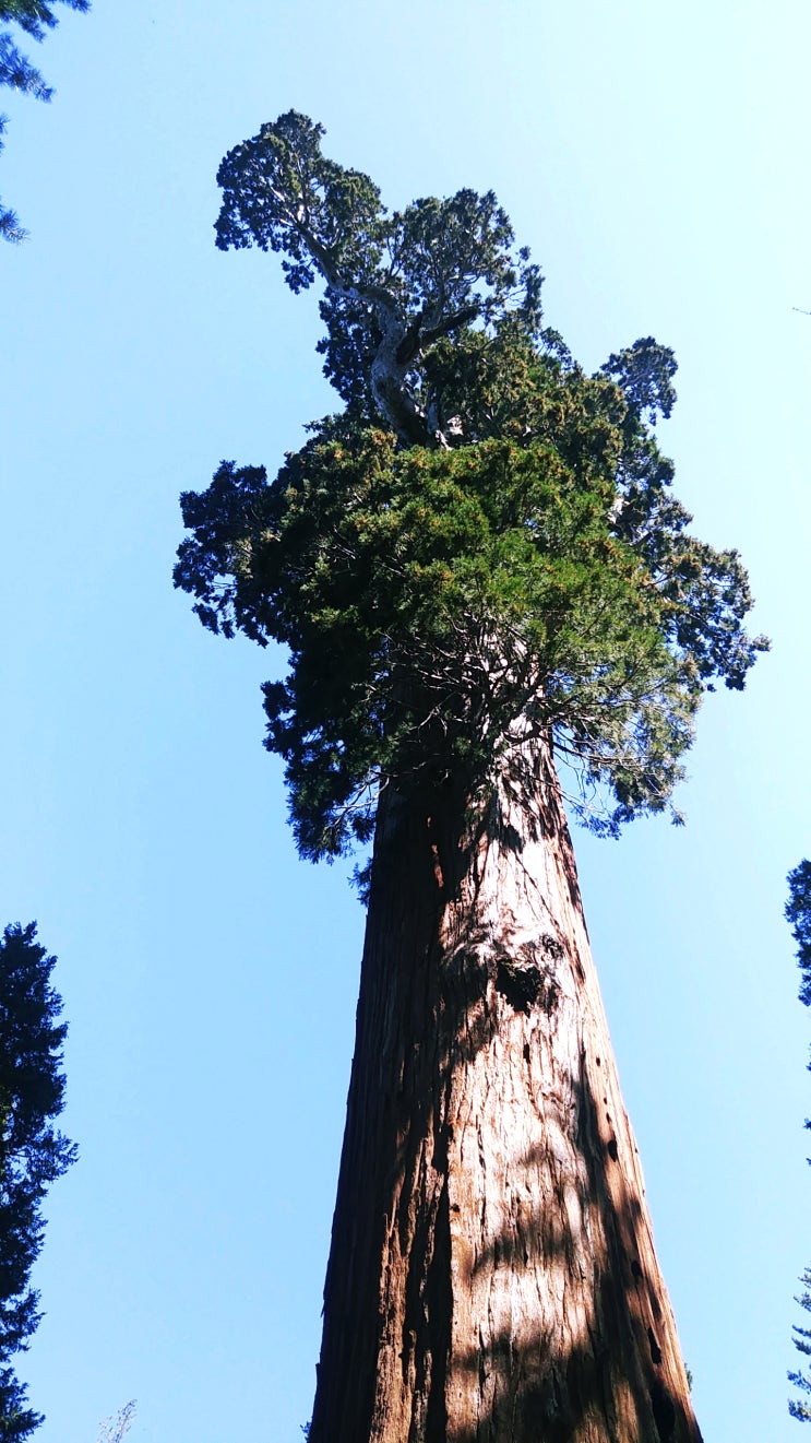  Kings Canyon National Park Best 5 | 킹스캐년 1- General Grant Tree