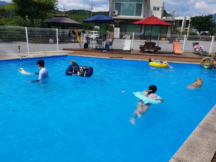  포천 바우와우펜션 물이 깨끗한 애견동반 수영장 주말나들이