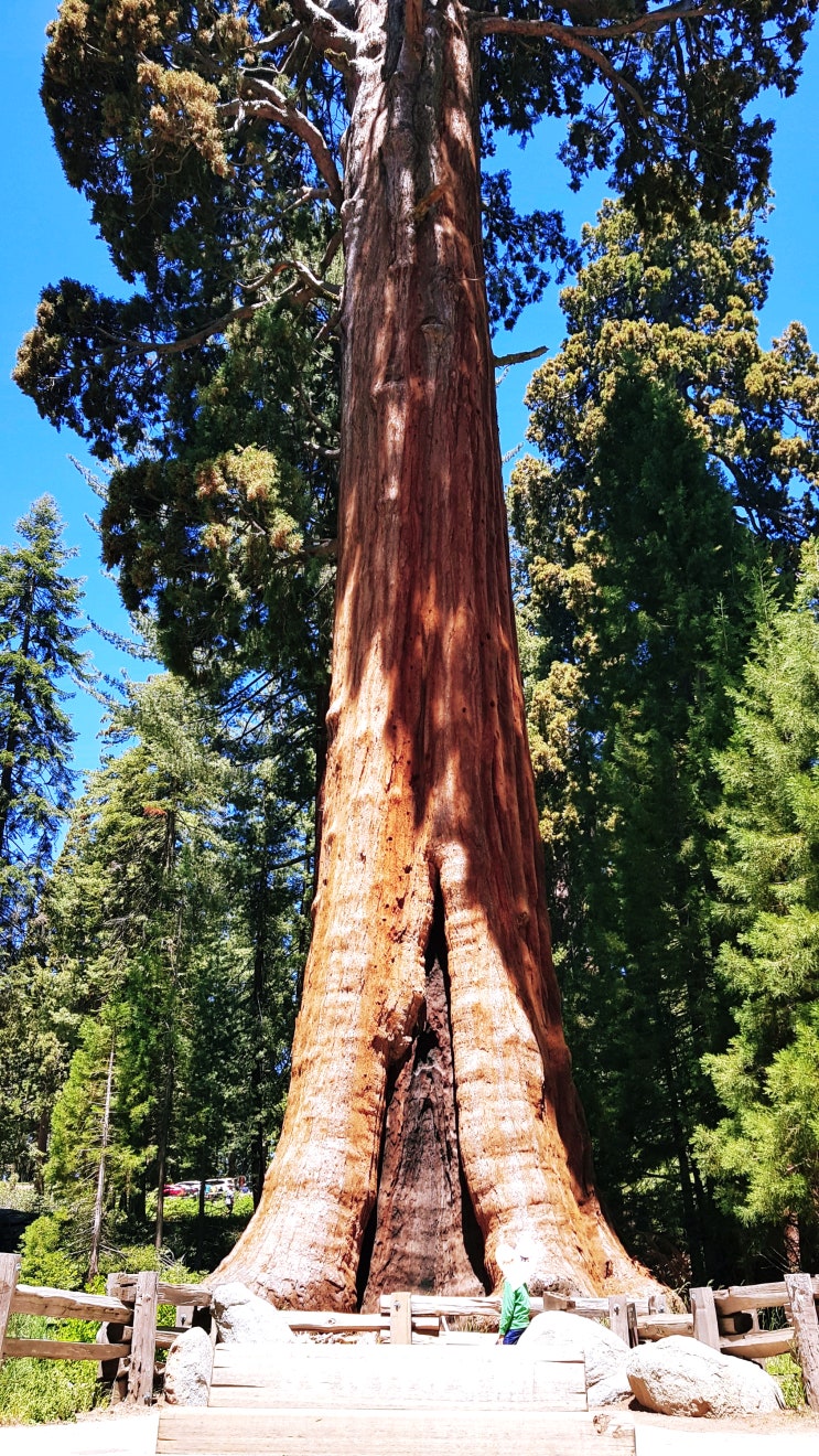  Sequoia National Park Best 4 | 세코야 3&4 - General Sherman Tree & Crystal Cave