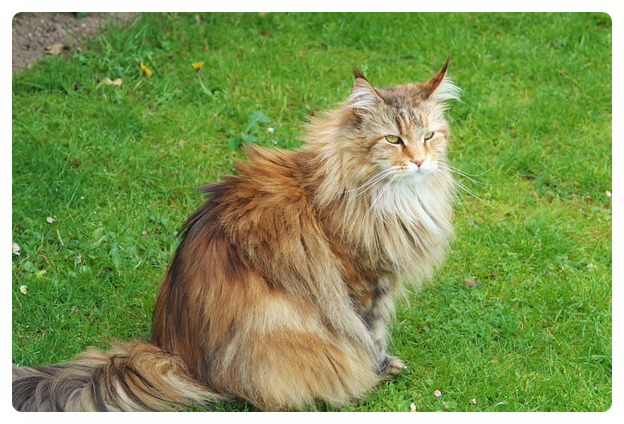 시베리안 고양이 (특징,성격, 집사와의 궁합)알아보기