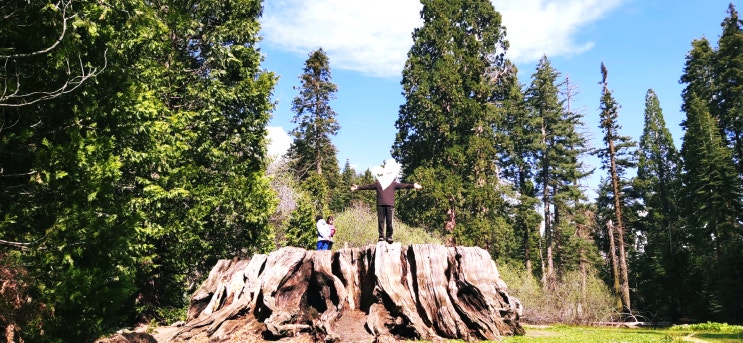  Kings Canyon National Park Best 5 | 킹스캐년 5- The Big Stump Hiking