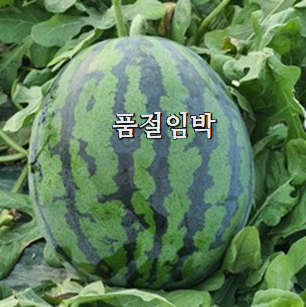  확인필수 수박
