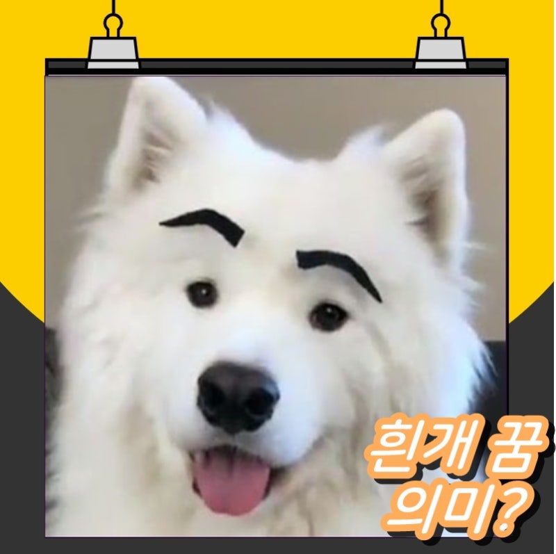 흰개꿈 꾸신분들 확인해보세요
