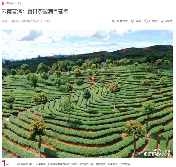"윈난성 푸얼시의 푸릇푸릇한 녹차 밭" CCTV HSK 생활 중국어 신문 기사 뉴스 공부