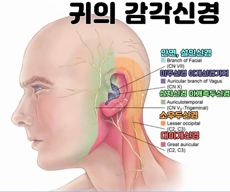 귀가 아파요! 귀통증, 오른쪽 왼쪽 다 아픈 이통 원인 총정리했어요. : 네이버 블로그