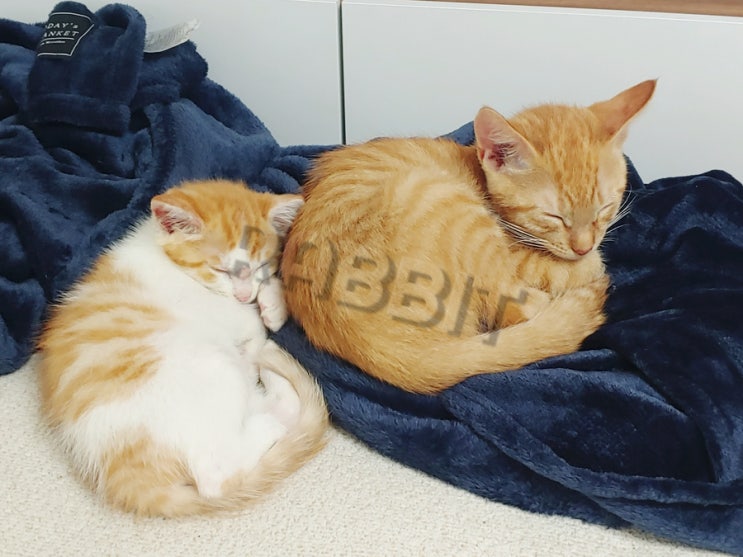  고양이 유튜브, 치즈보이 Cheeseboy를 소개합니다!