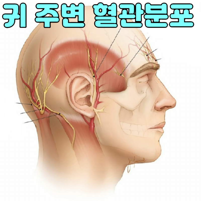 귀가 아파요! 귀통증, 오른쪽 왼쪽 다 아픈 이통 원인 총정리했어요. : 네이버 블로그