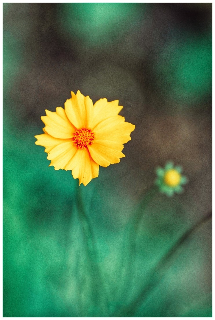  토요일 산책 (a7m3 + 탐론 70-180/2.8)