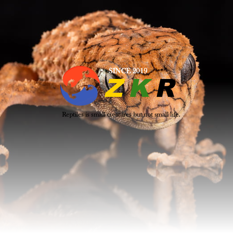 |ZKR| 주키퍼 렙타일, 블로그 디자인 변경 및 공식 사이트 소개