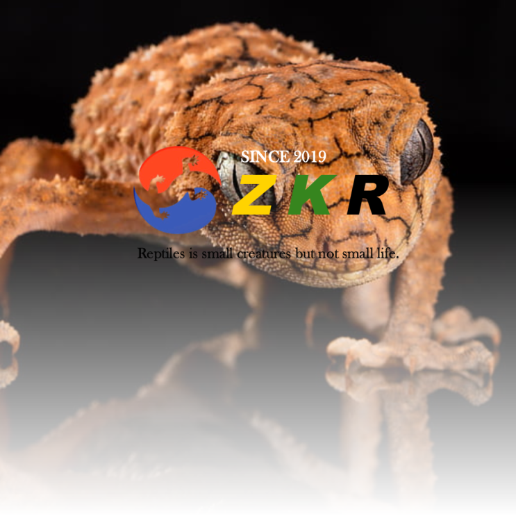  |ZKR| 주키퍼 렙타일, 블로그 디자인 변경 및 공식 사이트 소개