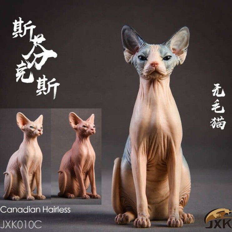  [출시 소식] 『JxK Studio』 1/6 Sphynx, Canadian hairless Cat (스핑크스 고양이)