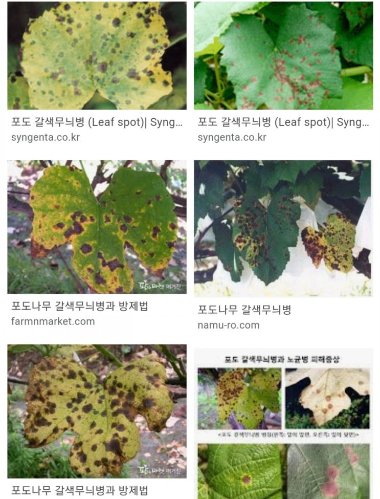  장마 와 포도곰팡이 병
