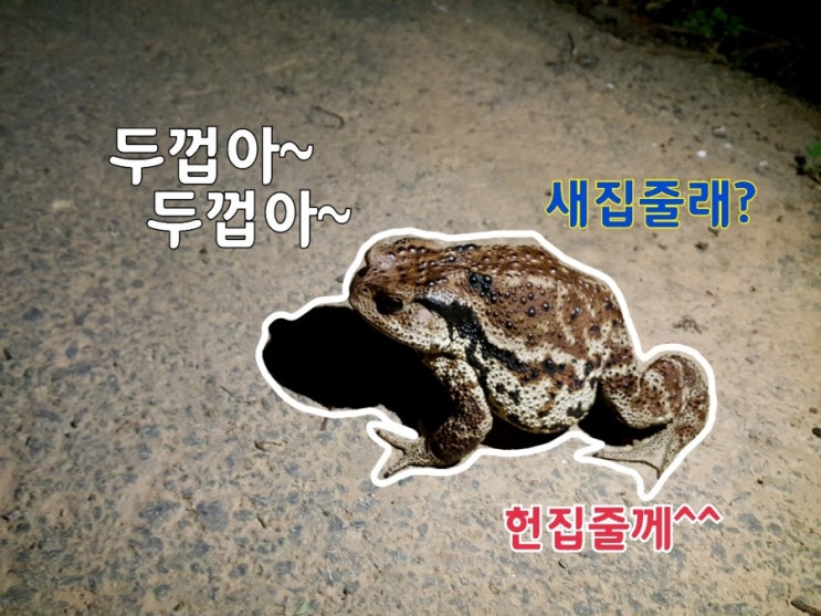  두껍아~