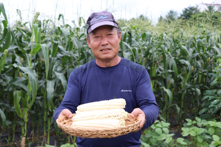  농부가 옥수수맛있게삶는법, 딱 한 번 제대로 먹기!(괴산대학 찰옥수수, 대학찰옥수수)