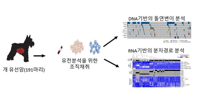 우리 '반려견' 암치료 가능할까···의·수의대 교수에게 직접 들었다 우리 '반려견' 암치료 가능할까···의·수의대 교수에게 직접 들었다