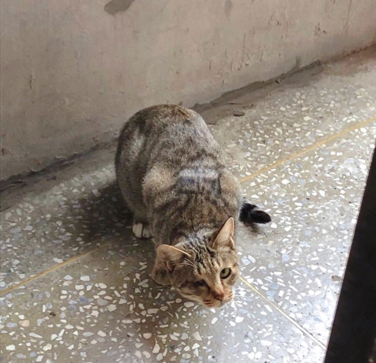 한쪽 눈이 먼 우리동네 길고양이 밥주기~ 한쪽 눈이 먼 우리동네 길고양이 밥주기~