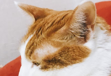 고양이 알러지: 가수분해 사료, LID 사료 후기 : 네이버 블로그 고양이 알러지: 가수분해 사료, Lid 사료 후기 : 네이버 블로그