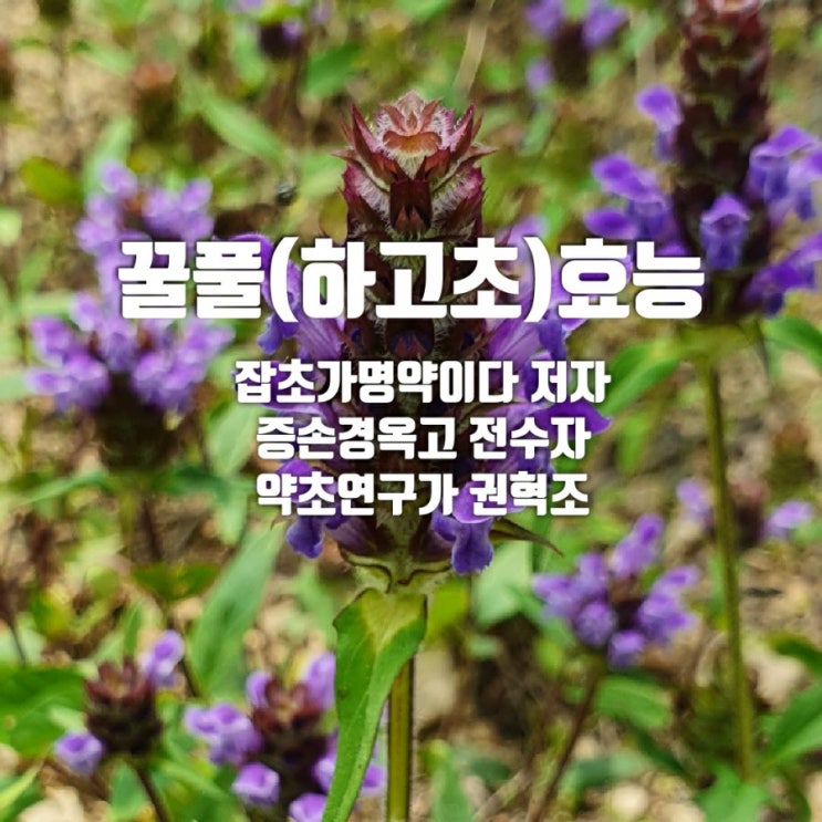  꿀풀효능
