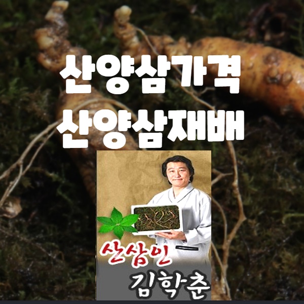  산양삼가격 산양삼재배