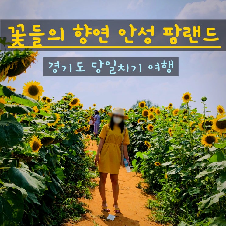  경기도 여행 해바라기와 코스모스가 가득한 안성팜랜드
