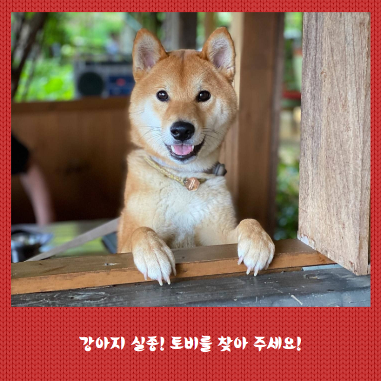  강아지 실종! 시바견 "토비"를 찾아주세요. 서울 독산동 근처!