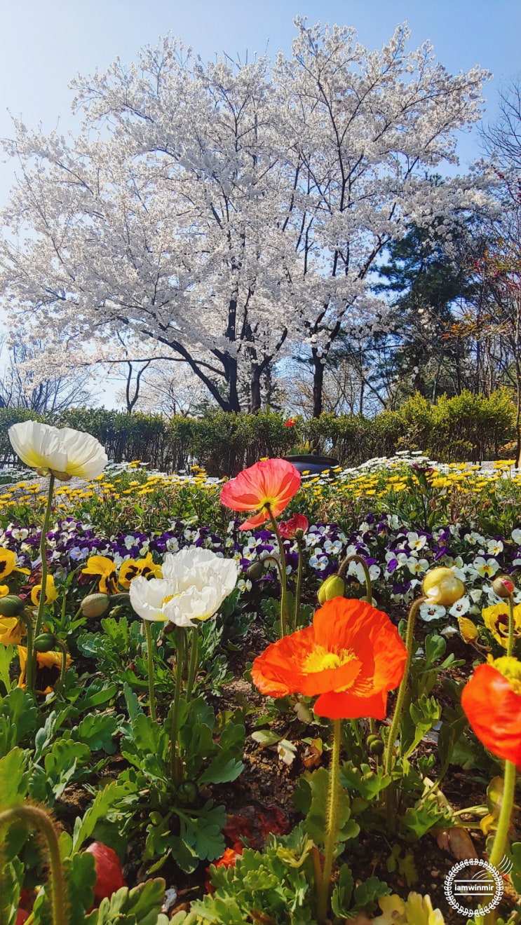 봄, 서울 산책하기 좋은 코스 남산 둘레길 (한남동 → 해방촌 → 서울로7017)