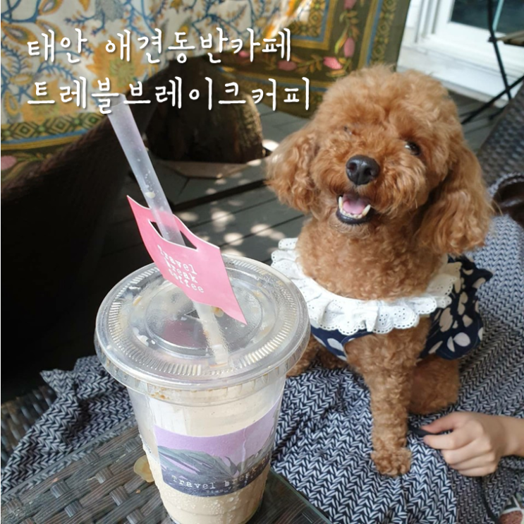  태안 1박2일 애견동반여행 / 트레블브레이크커피 : 안면도 분위기 좋은 카페