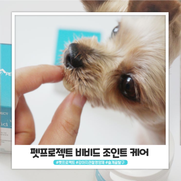 펫프로젝트 비비드조인트케어 계속 챙겨먹이고 있어요 펫프로젝트 비비드조인트케어 계속 챙겨먹이고 있어요