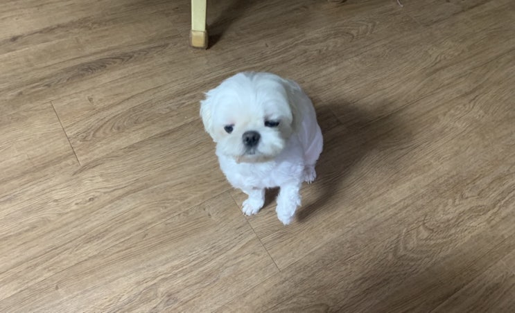  눈치짬밥의 대가 ::우리집 개:: 리얼리뷰