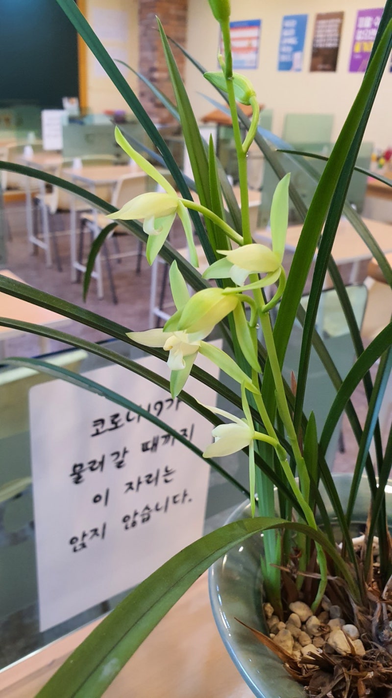 피우기 힘들다는 동양란에 꽃이 피었어요~^^ Lyp 대치 인생 수학학원에 : 네이버 블로그