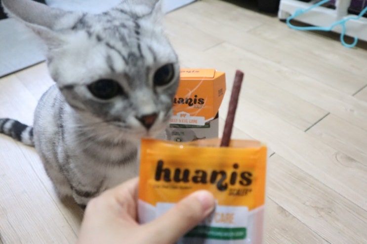  고양이 치석제거 간식으로 먹는 아이엠펫몰