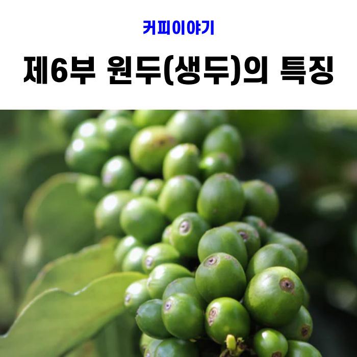 [커피공부] 제6부 원두(생두)의 특징