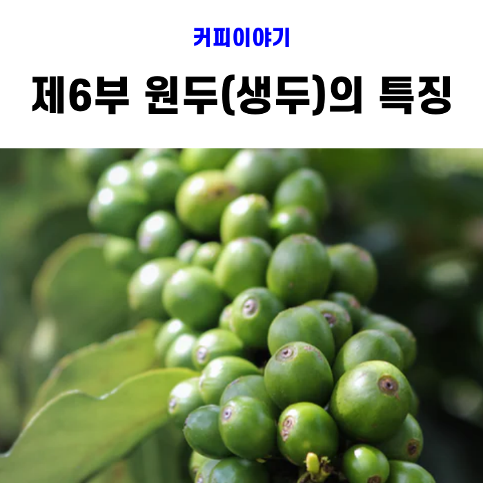  [커피공부] 제6부 원두(생두)의 특징