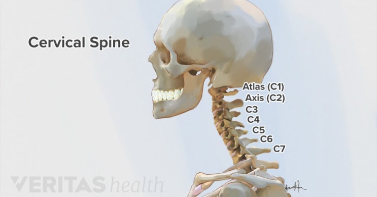 척추의 구조