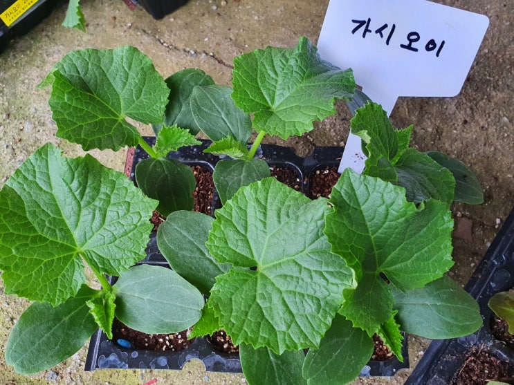  여름오이모종심기 여름상추모종심기
