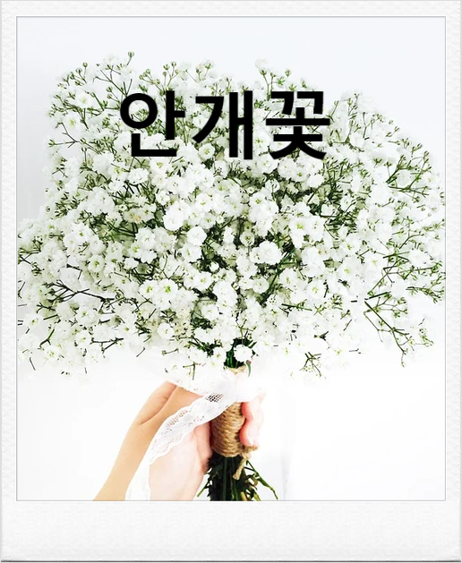  안개꽃에 대한 시 한편 올려봅니다.