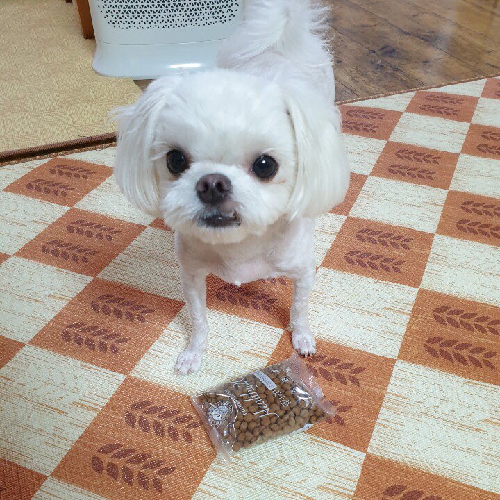  강아지 관절사료 특허받은 장수원 헬시20 기호성까지 대박