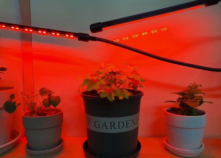 식물등, 식물생장(성장)등 조명 LED 발색효과(흰색 vs 보라색 조명 비교)