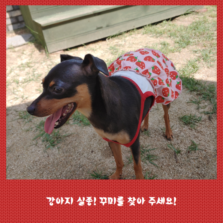  강아지 실종! 반려견 "꾸미"를 찾아 주세요.