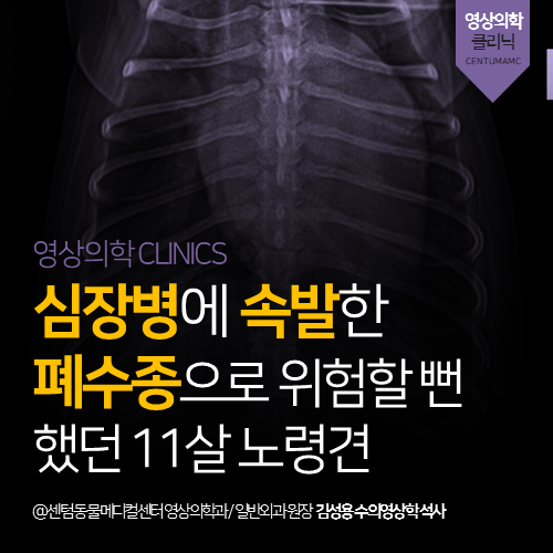  [심장전문진료] 강아지 심장병 속발 폐수종 (24시 입원 동물병원)