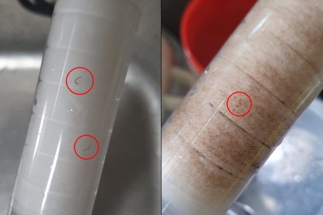 공촌정수장엔 깔따구 유충이 ‘꿈틀’…날벌레·나방 사체도(종합) 공촌정수장엔 깔따구 유충이 ‘꿈틀’…날벌레·나방 사체도(종합)