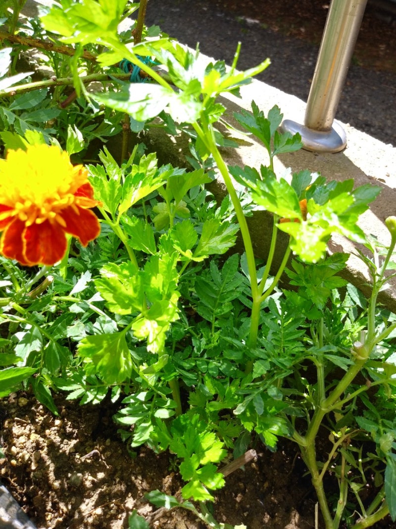 이탈리안 파슬리 키우기 : 네이버 블로그, image size:800x1067