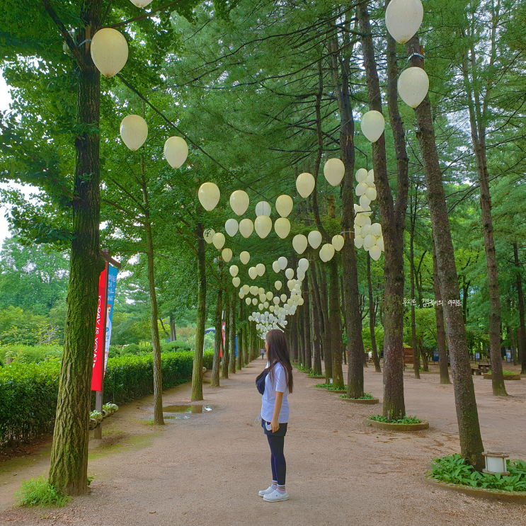  춘천 남이섬 쫄보도 타는 짚라인, 자연경관 포토존