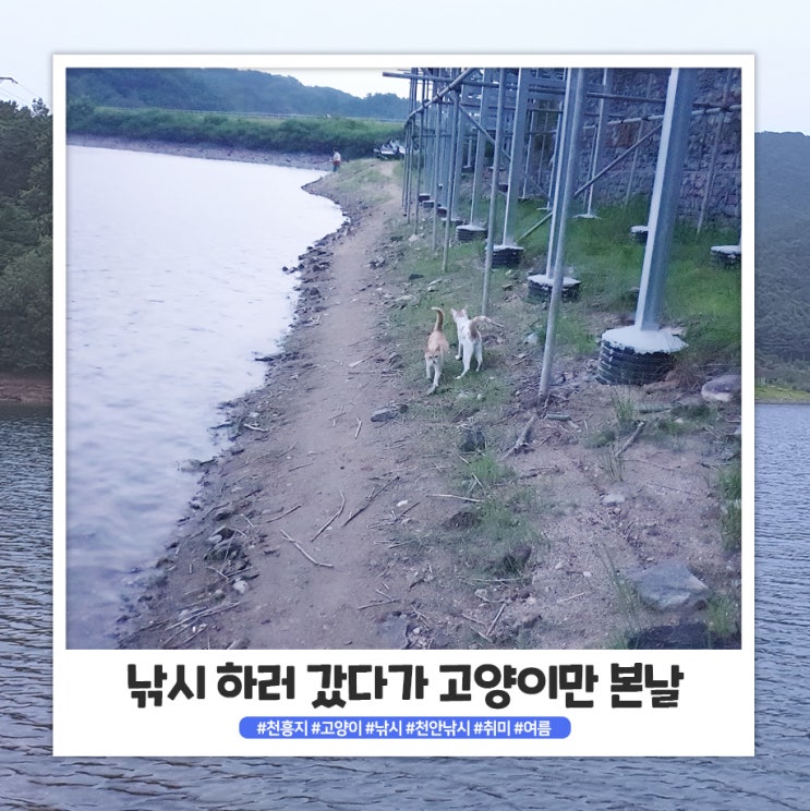고기는 없고 고양이만 있었던 고기는 없고 고양이만 있었던