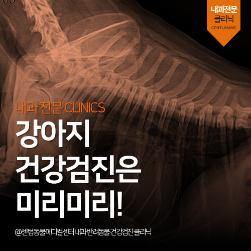  [노령견전문진료] 강아지 건강검진은 미리미리!