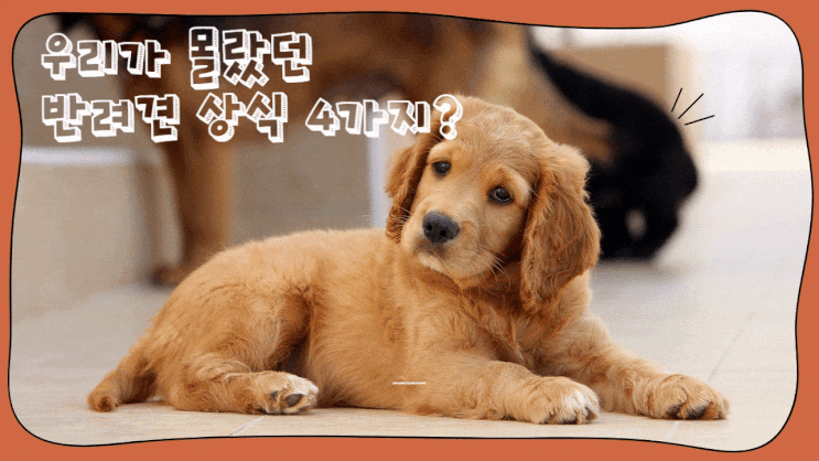  우리가 몰랐던 반려견(강아지) 상식 4가지? 냄새, 감정, 사람, 새치
